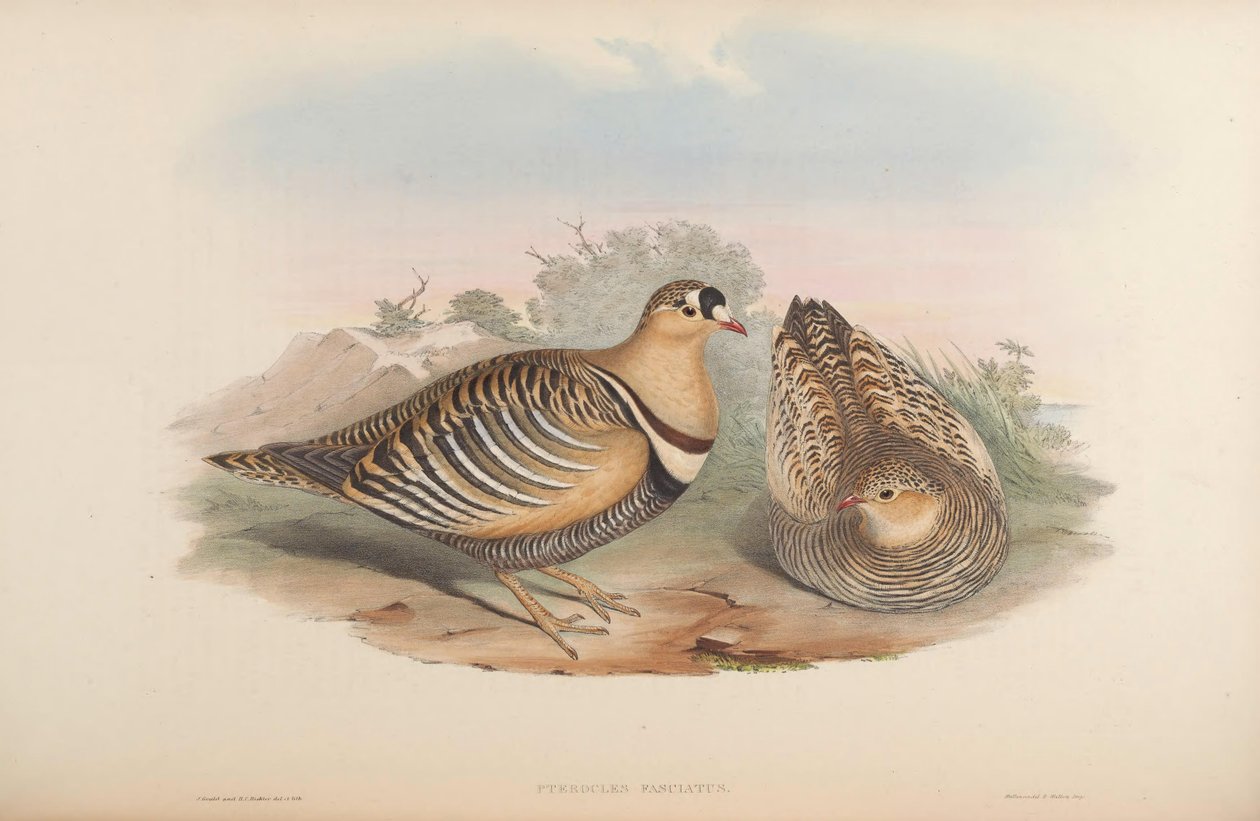 Pterocles fasciatus = Pterocles indicus de John Gould