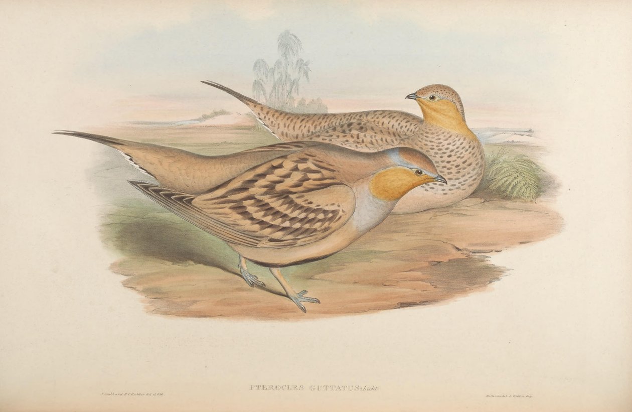 Pterocles guttatus = Pterocles senegallus de John Gould