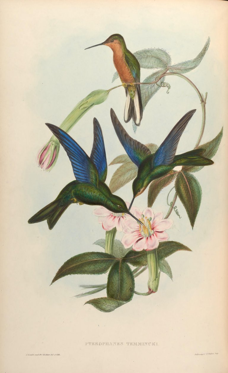 Pterophanes temmincki = Pterophanes cyanopterus de John Gould