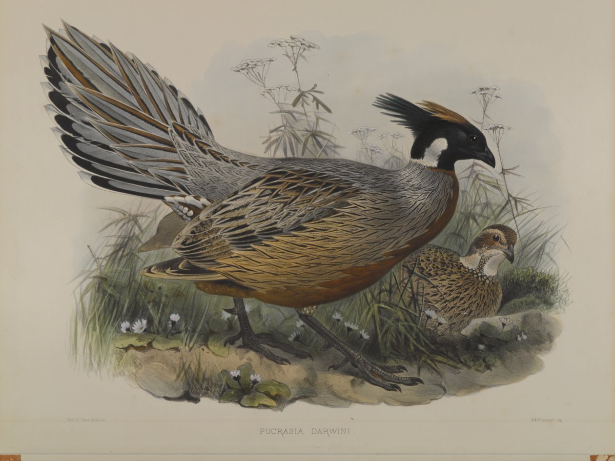 Pucrasia Darwini de John Gould