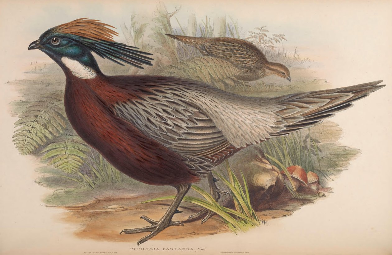 Macrolopha Pucrasia de John Gould