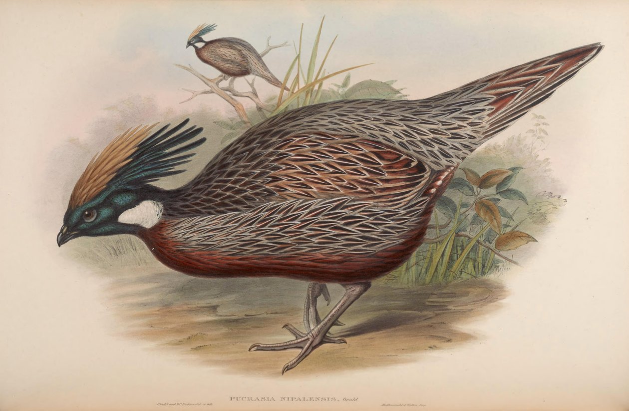 Pucrasia nipalensis = Pucrasia macrolopha nipalensis de John Gould