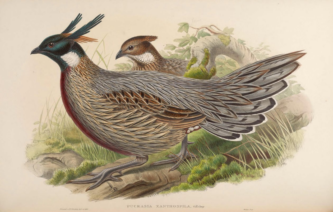 Pucrasia xanthospila = Pucrasia macrolopha xanthospila de John Gould