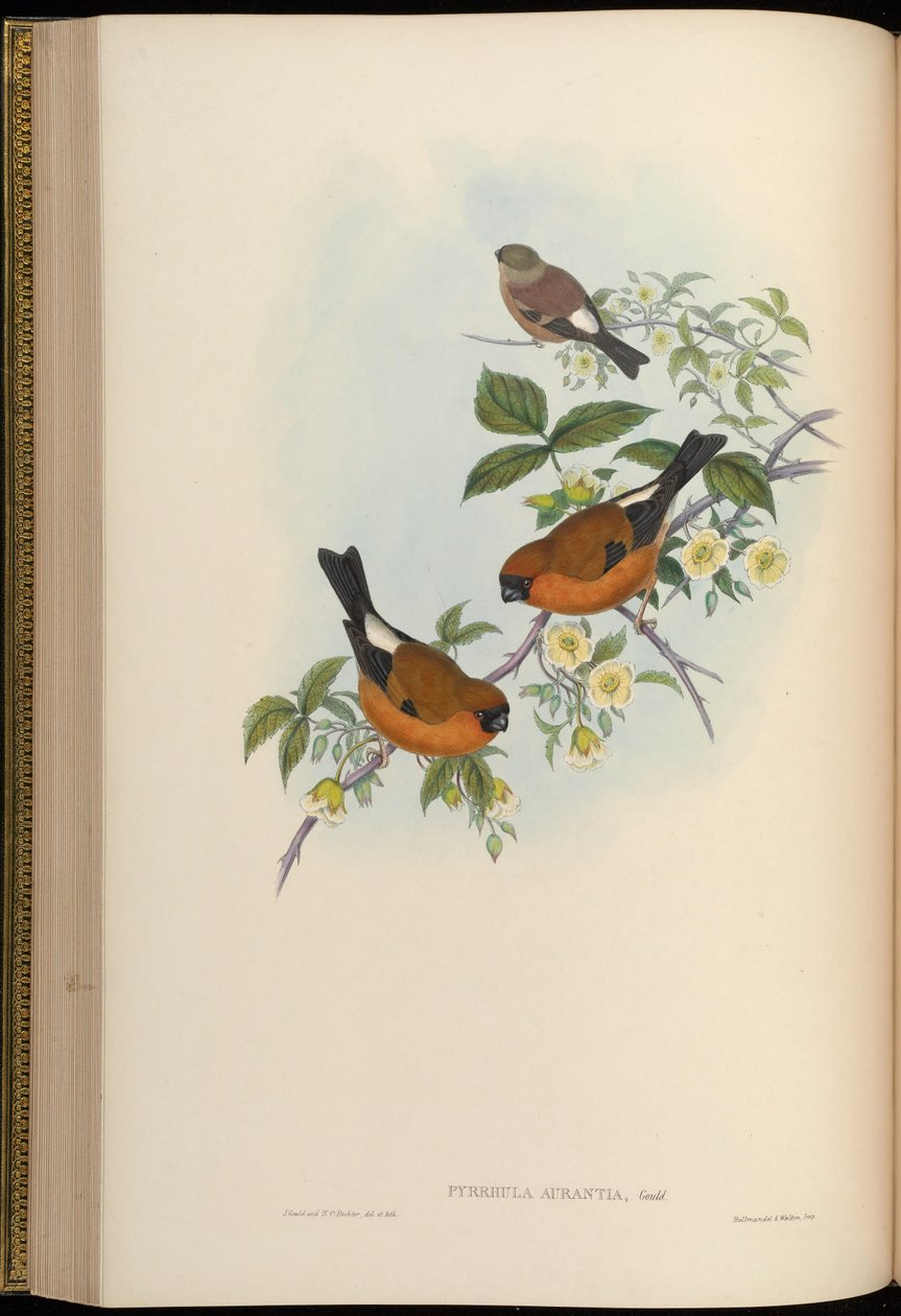Pyrrhula aurantia = Pyrrhula aurantiaca de John Gould