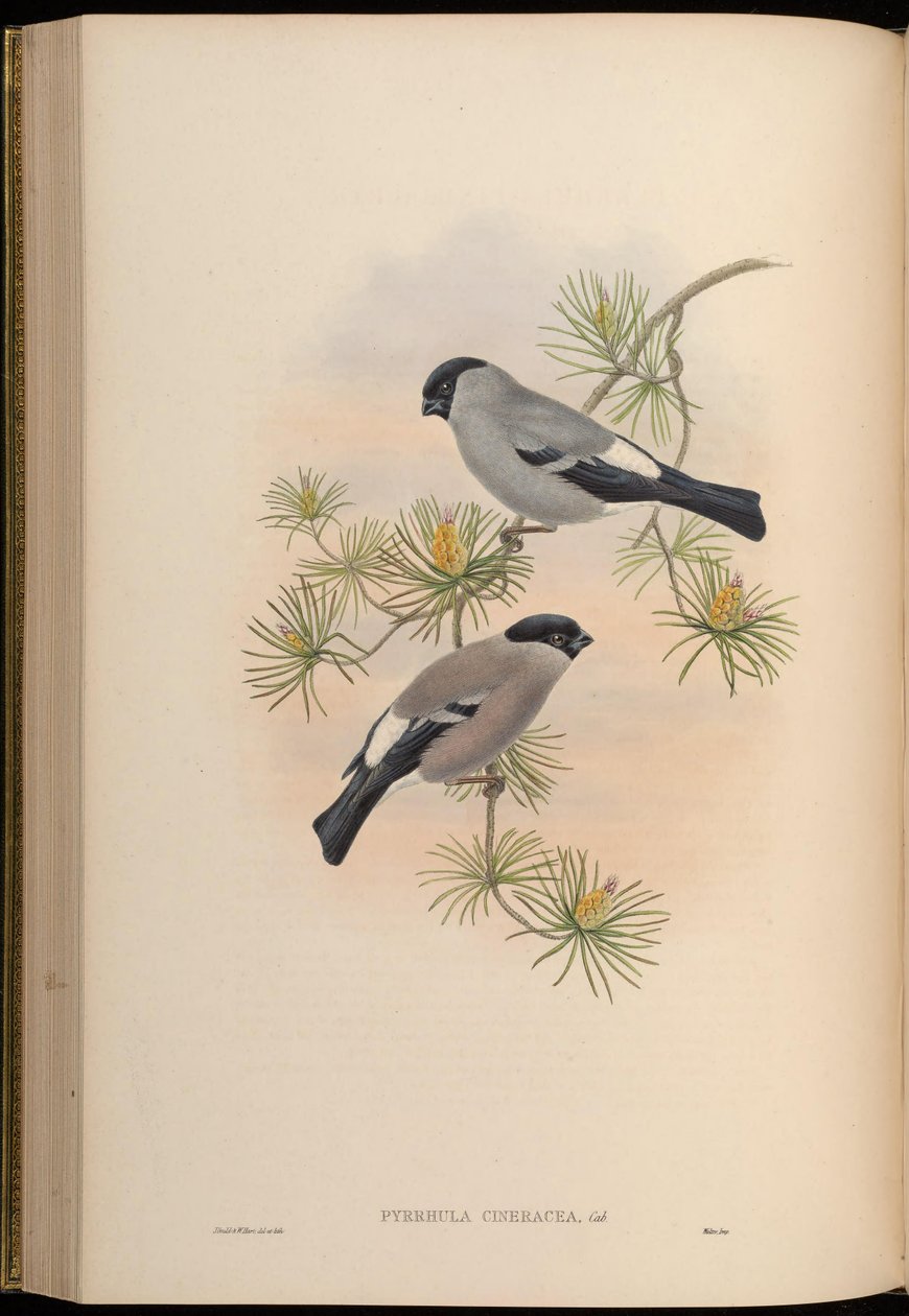 Pyrrhula cineracea = Pyrrhula pyrrhula cineracea de John Gould