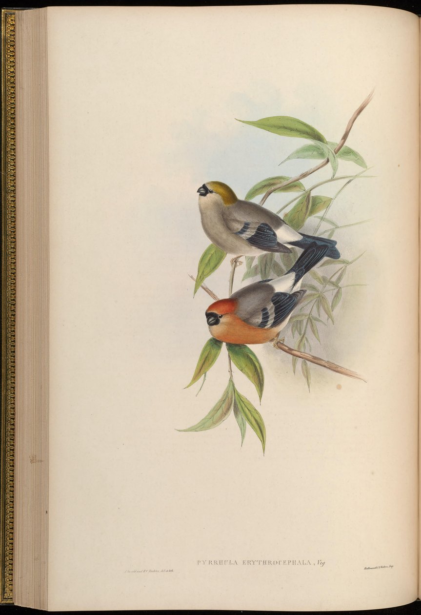 Pyrrhula erythrocephala de John Gould
