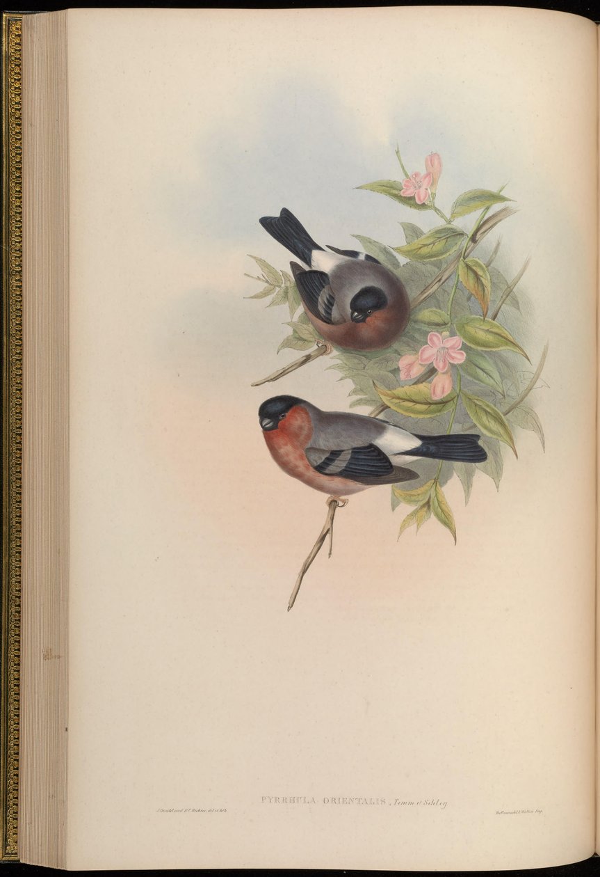 Pyrrhula orientalis = Pyrrhula pyrrhula rosacea de John Gould