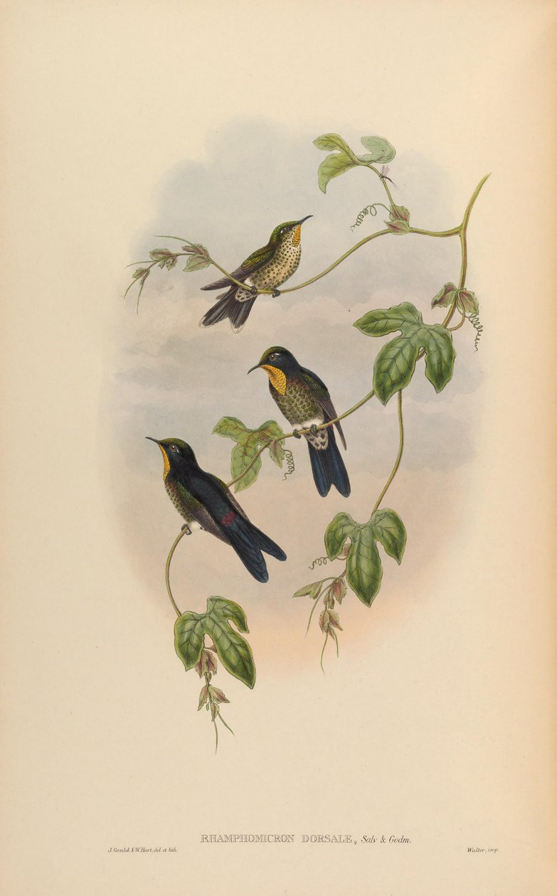 Ramomicrômico dorsal de John Gould