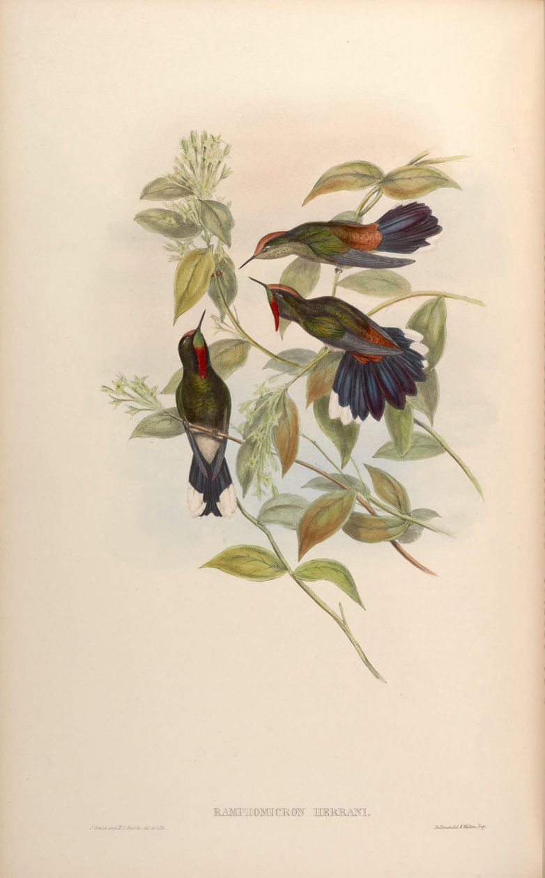Meu senhor de Ramphomicron = Chalcostigma meu senhor de John Gould