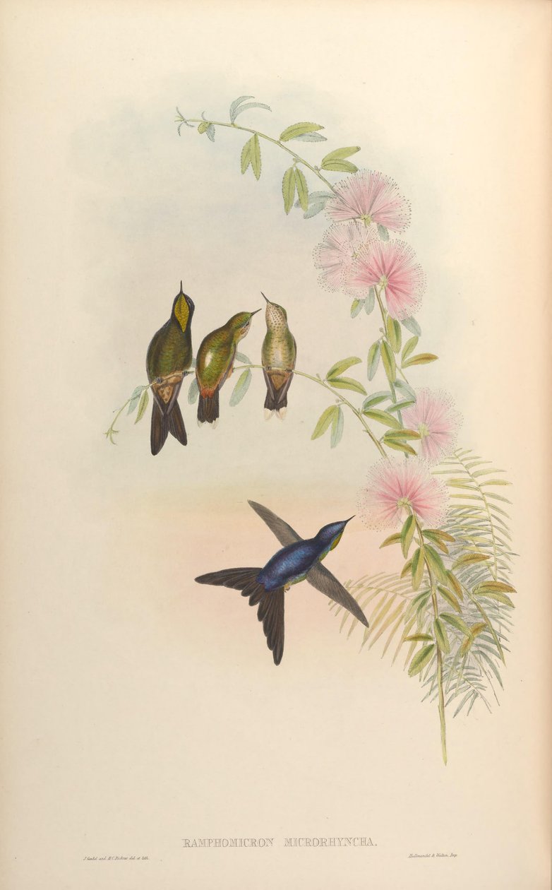 Ramphomicron microrhynchum de John Gould