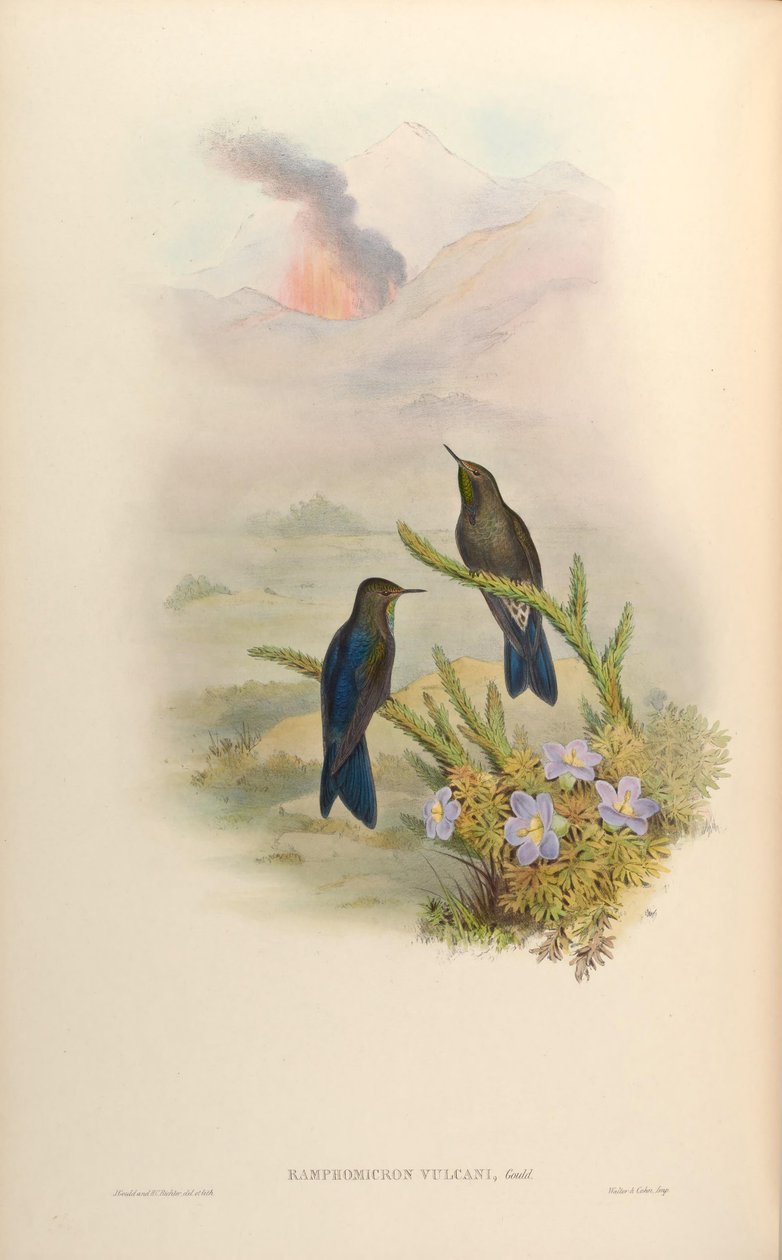 Ramphomicron vulcani = vulcões Chalcostigma stanleyi de John Gould