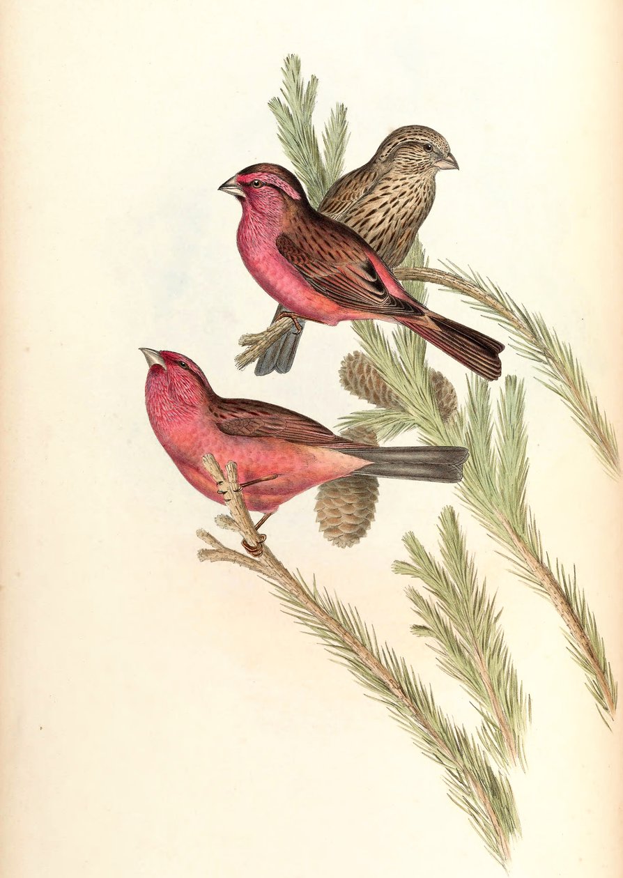 Rosefinch Vermelho-manto (Rosefinch de Blyth) Carpodacus rhodochlamys Blyth de John Gould