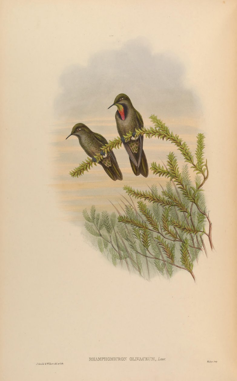 Rhamphomicron olivaceum = Chalcostigma olivaceum de John Gould