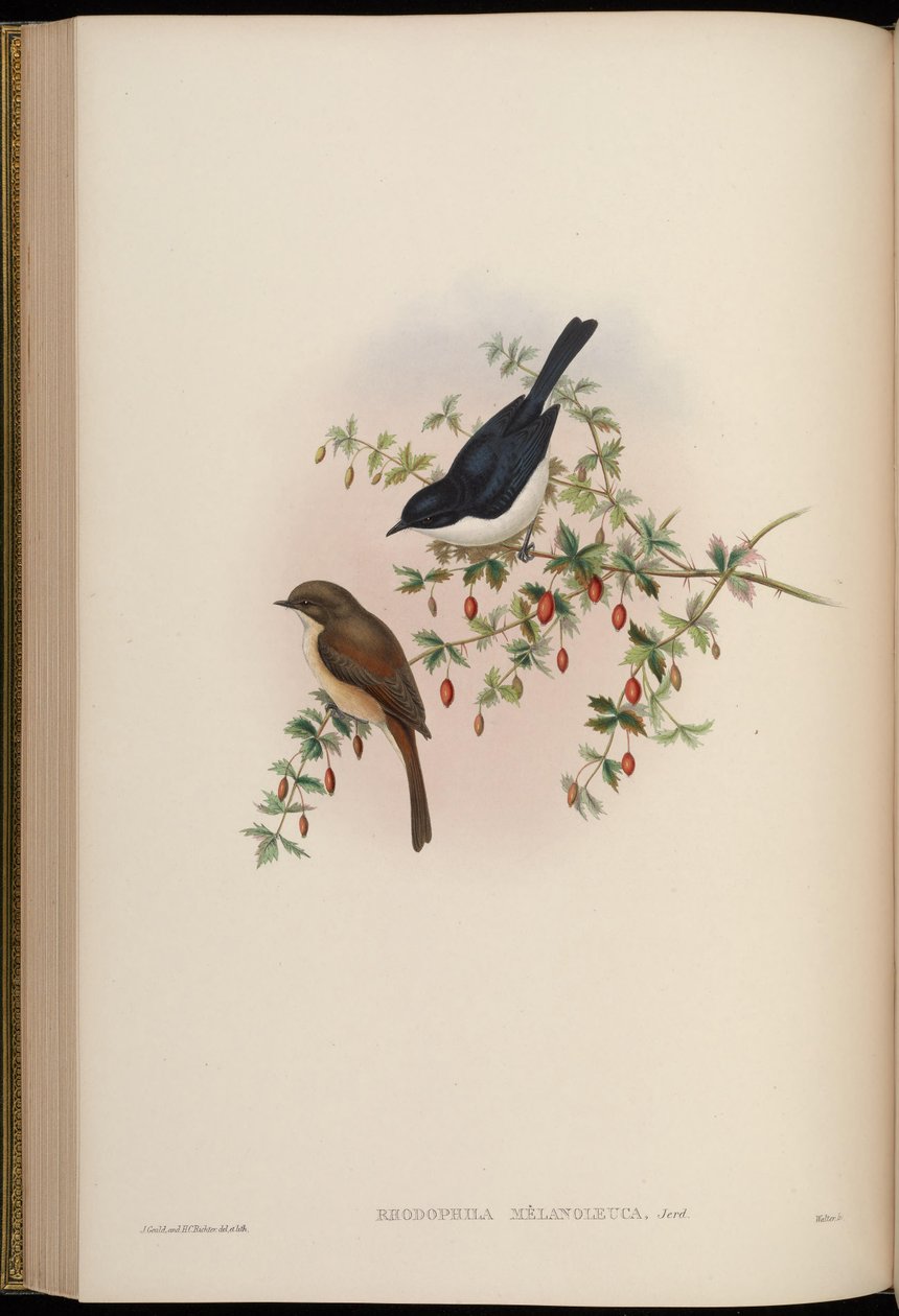 Rhodophila melanoleuca = Saxicola jerdoni ref de John Gould