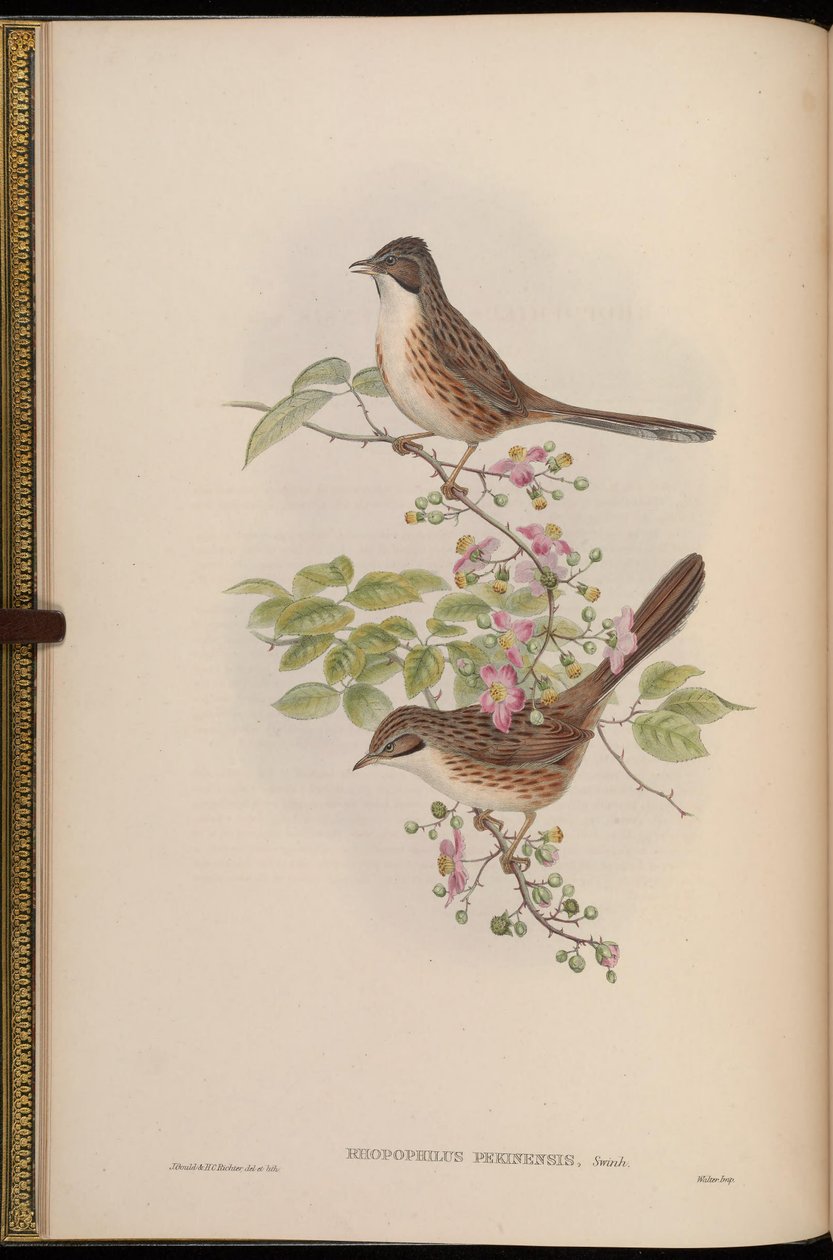 Rhopophilus pekinensis de John Gould