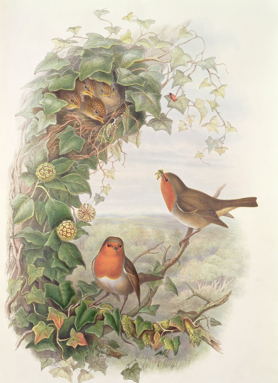 Robin, 1873 (wc, lápis sobre papel) de John Gould