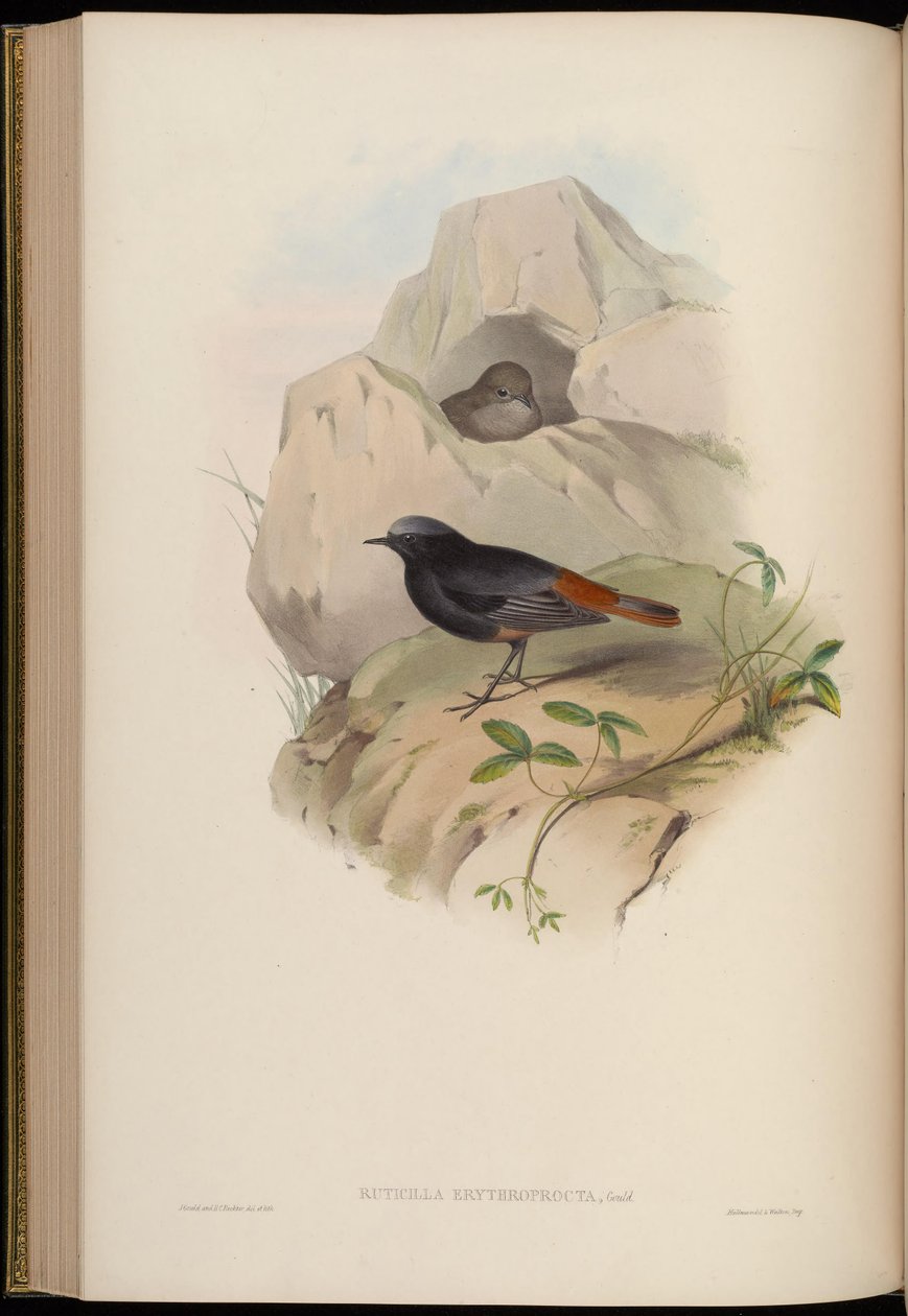 Ruticilla erythroprocta = Phoenicurus ochruros de John Gould