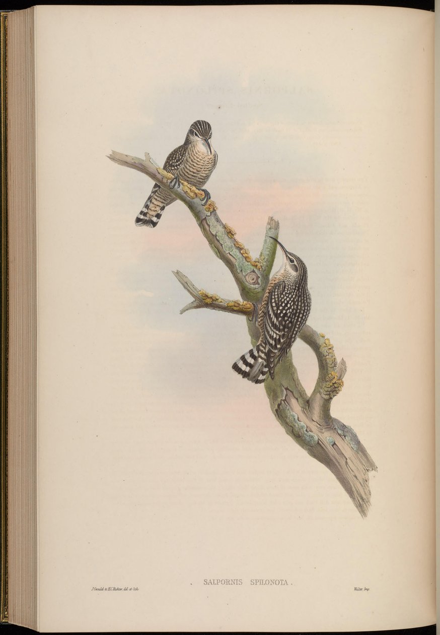Salpornis spilonotus de John Gould