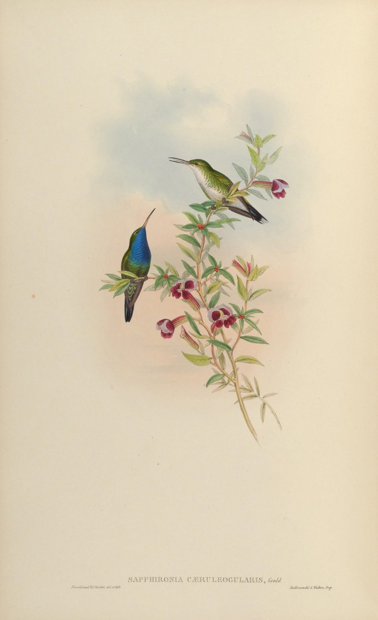 Sapphironia caeruleogularis = Lepidopyga caeruleogularis de John Gould