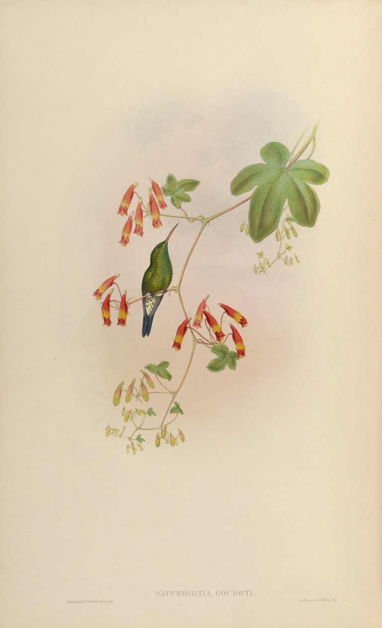 Sapphironia goudoti = Lepidopyga goudoti de John Gould