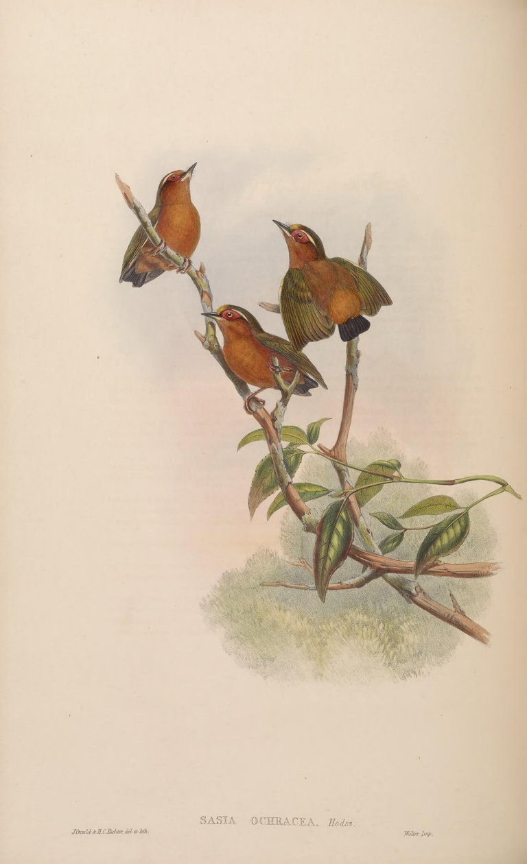 Quantidade ochracea de John Gould