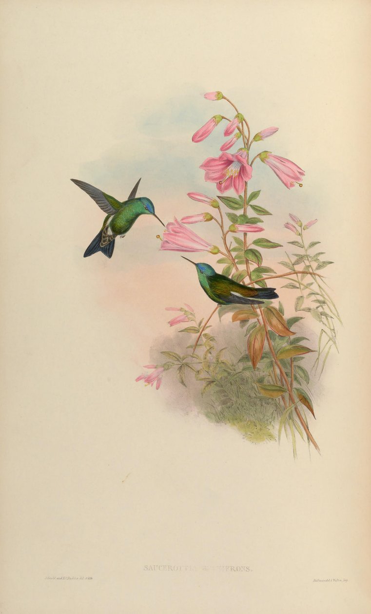 Saucerottia cyanifrons = Amazilia cyanifrons de John Gould