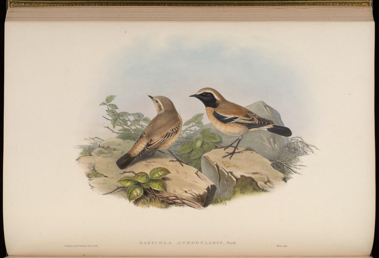 Saxicola atrogularis = Oenanthe deserti de John Gould