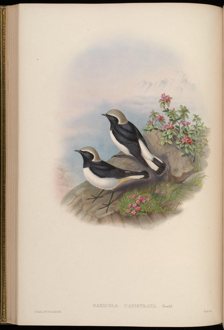 Saxicola capistrata = Oenanthe picata capistrata de John Gould