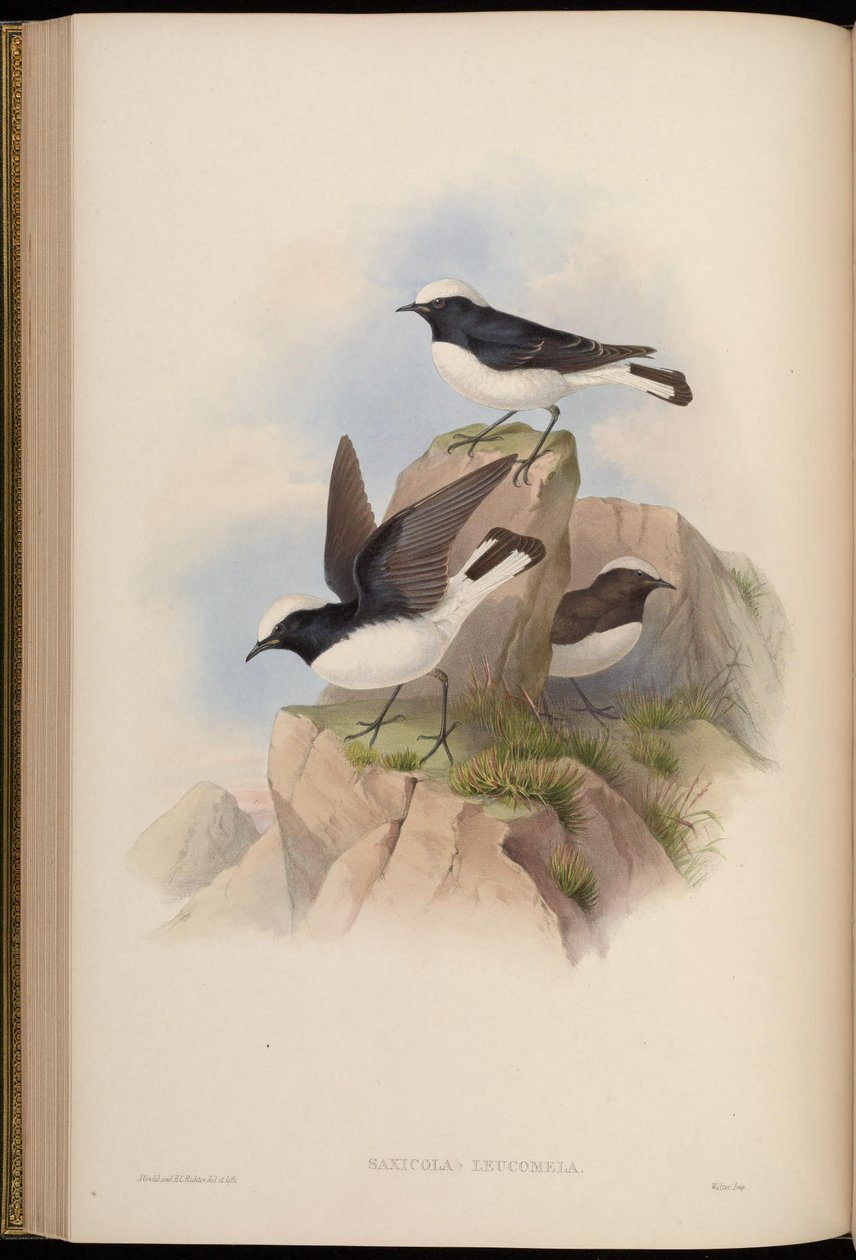 Saxicola leucomela = Oenanthe pleschanka de John Gould