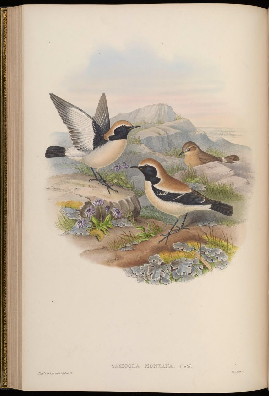Saxicola montana = Oenanthe deserti de John Gould