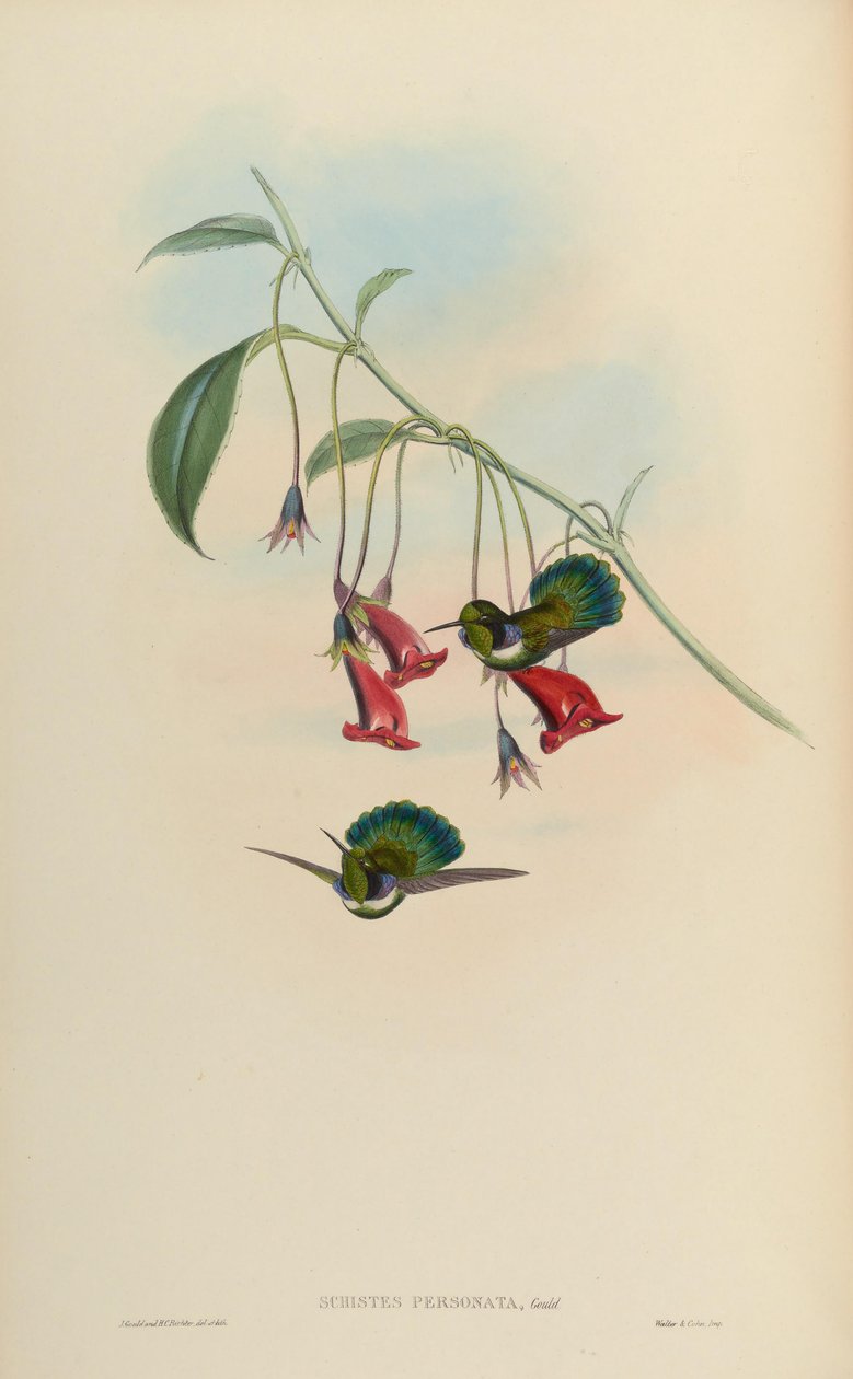 Personagem de Schistes = Schistes geoffroyi albogularis de John Gould