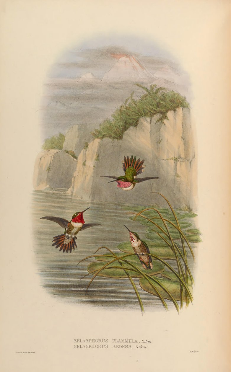Selasphorus ardens Macho, Fêmea Selasphorus flammula Macho de John Gould