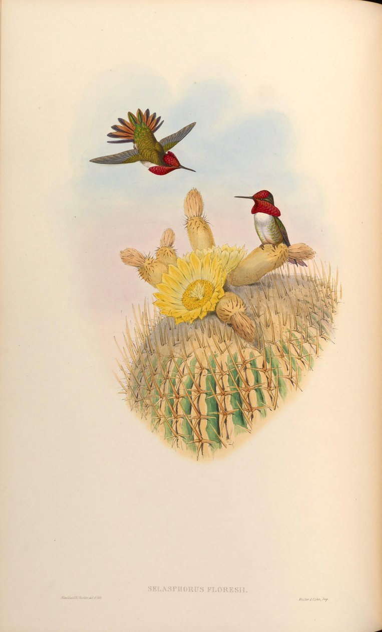 Selasphorus floresii = Selasphorus sasin x Selasphorus anna de John Gould