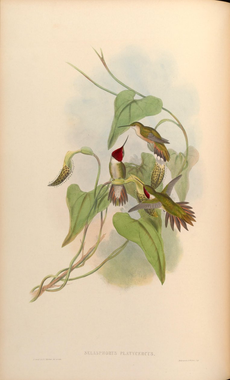 Selasphorus platycercus de John Gould