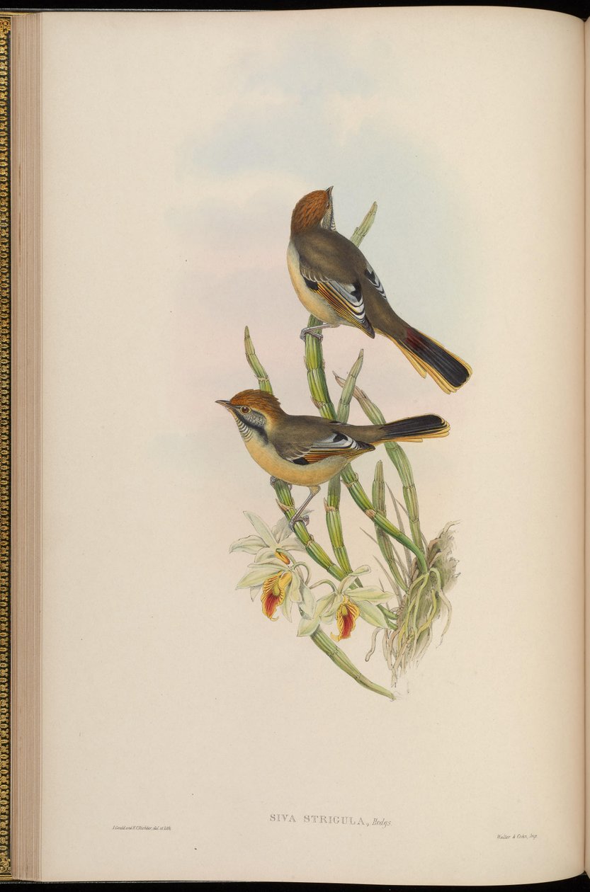 Strigula cinza = strigula de Minla de John Gould