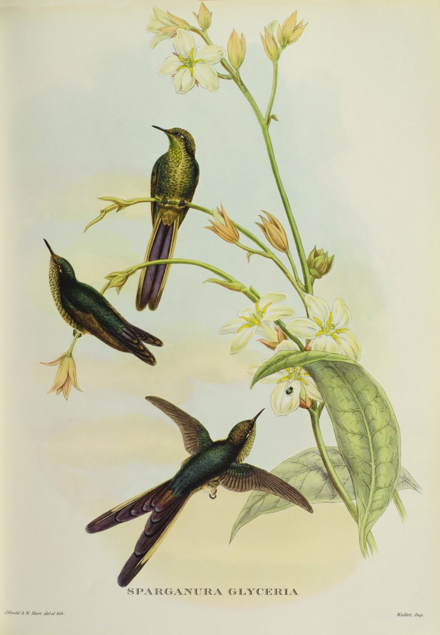 Sparganura gliceria, de &39;aves tropicais&39; de John Gould