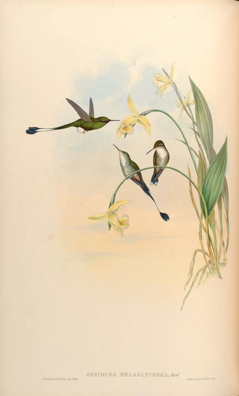 Spathura melananthera = Ocultus underwoodii melantherus de John Gould