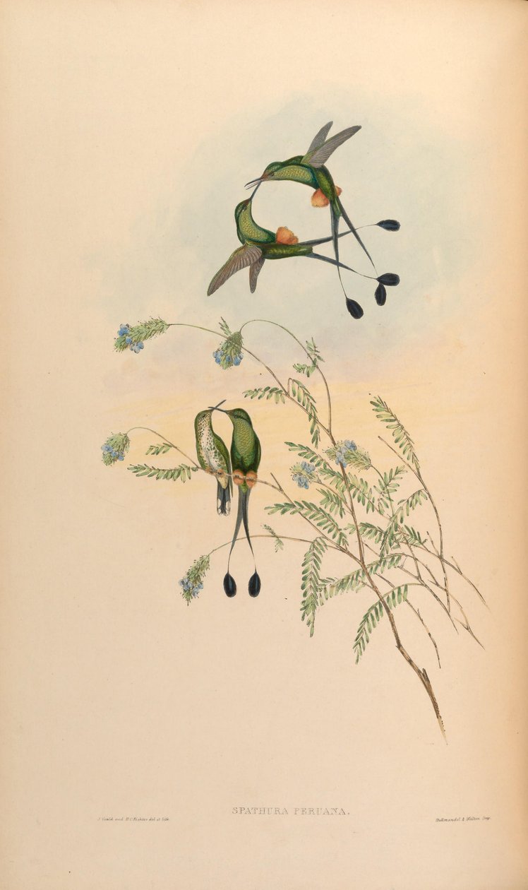 Spathura peruana = Ocultus underwoodii peruanus de John Gould