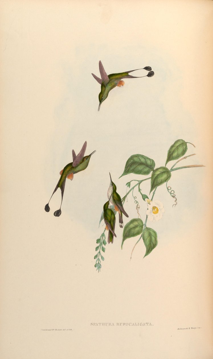 Spathura rufocaligata = Ocreatus underwoodii addae de John Gould