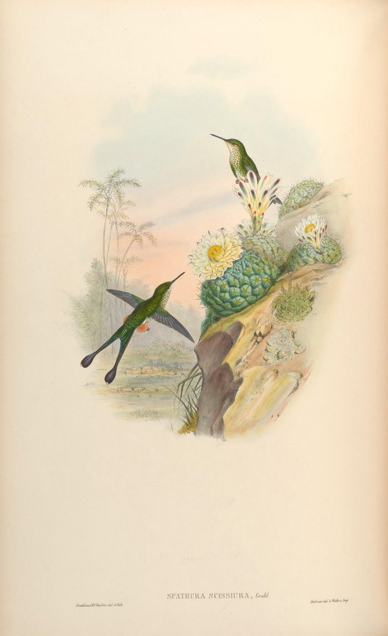 Spathura scissiura = Ocreatus underwoodii peruanus de John Gould