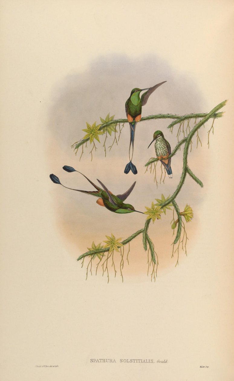 Spathura solstitialis = Ocultus underwoodii de John Gould