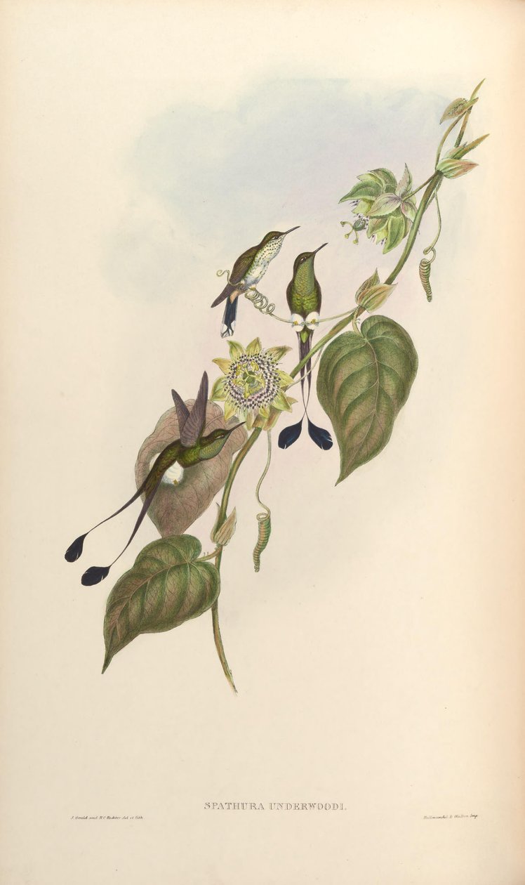 Spathura underwoodi = Ocultus underwoodii melanantherus de John Gould