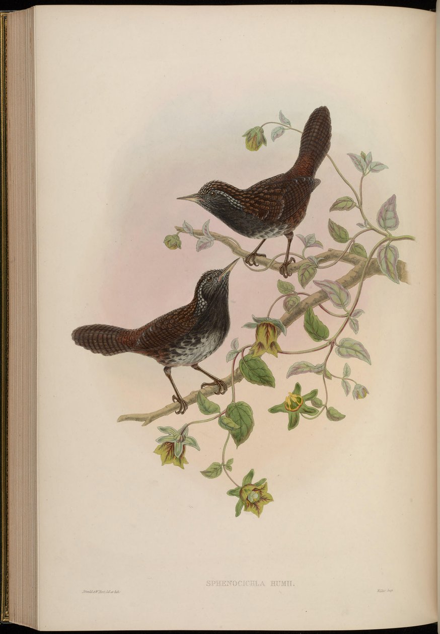 Sphenocichla humii de John Gould