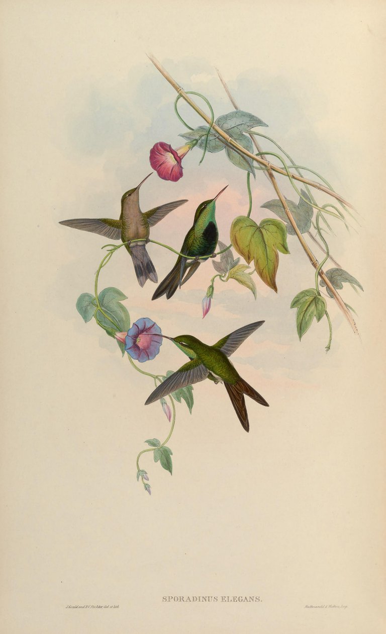 Sporadinus elegans = Chlorostilbon swainsonii de John Gould