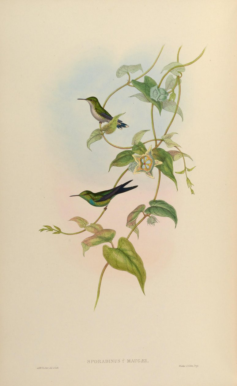 Sporadinus maugaei = Chlorostilbon maugaeus de John Gould