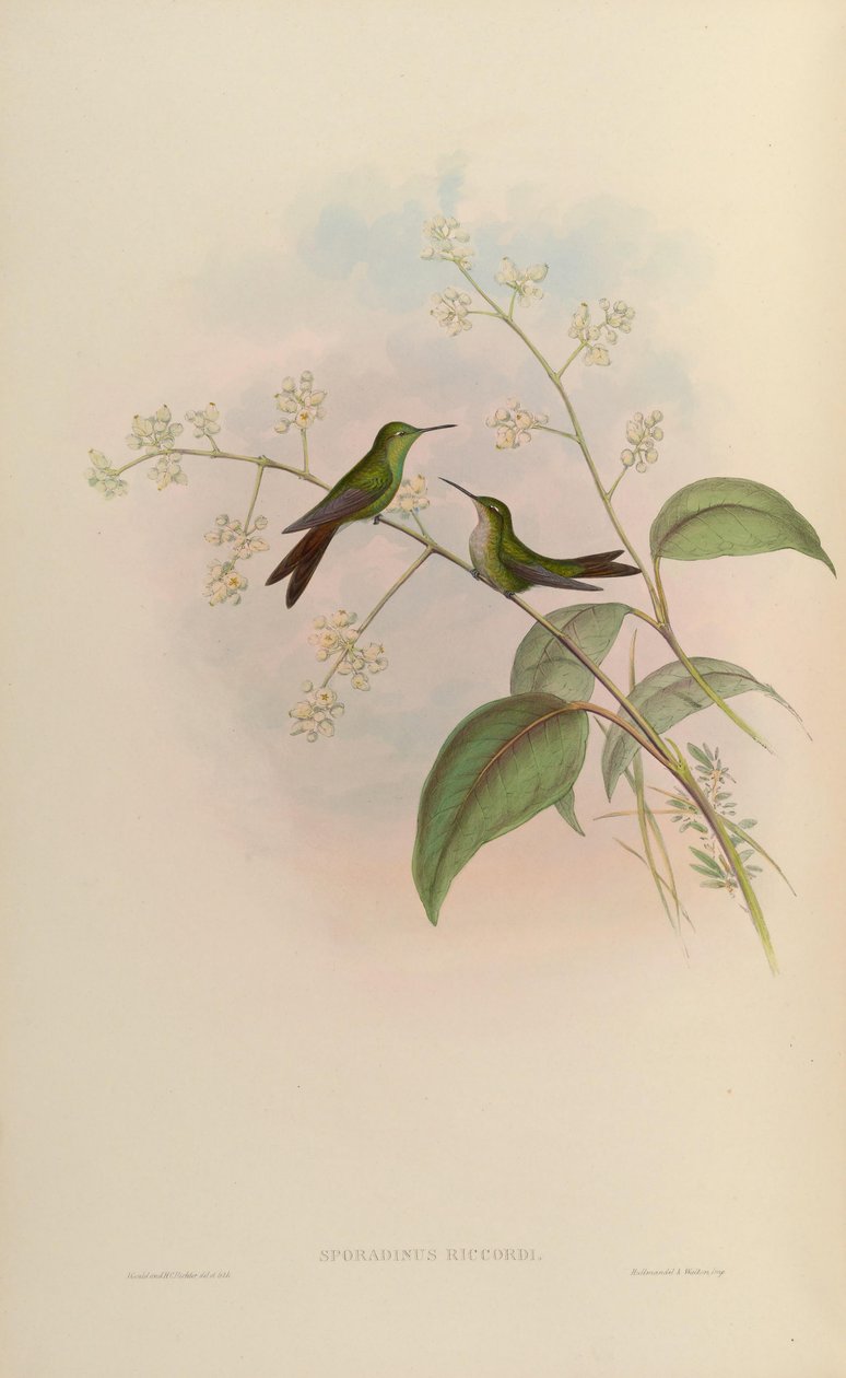 Sporadinus riccordii = Chlorostilbon riccordii de John Gould