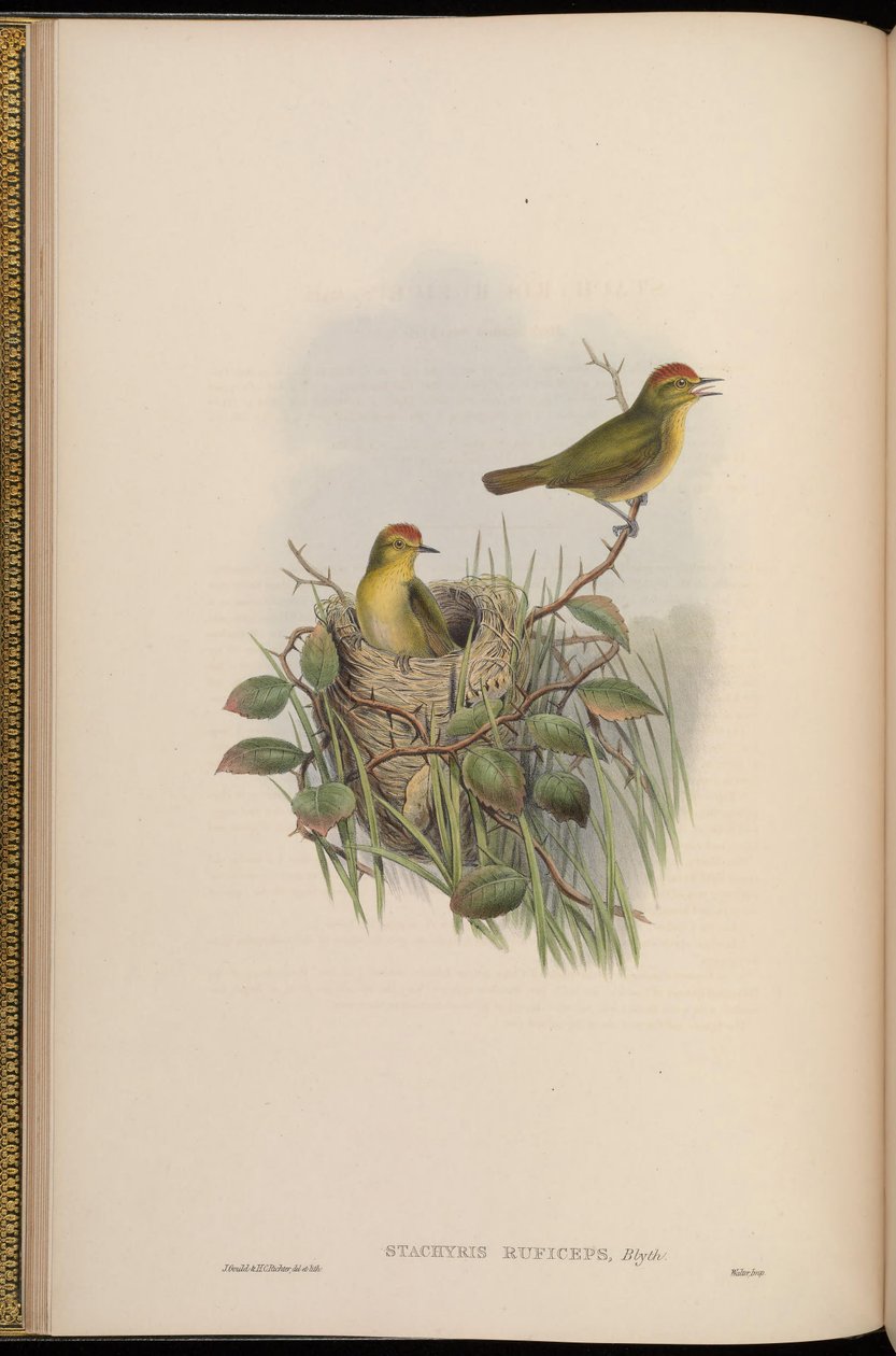Stachyris ruficeps = ruficeps de Stachyridopsis de John Gould