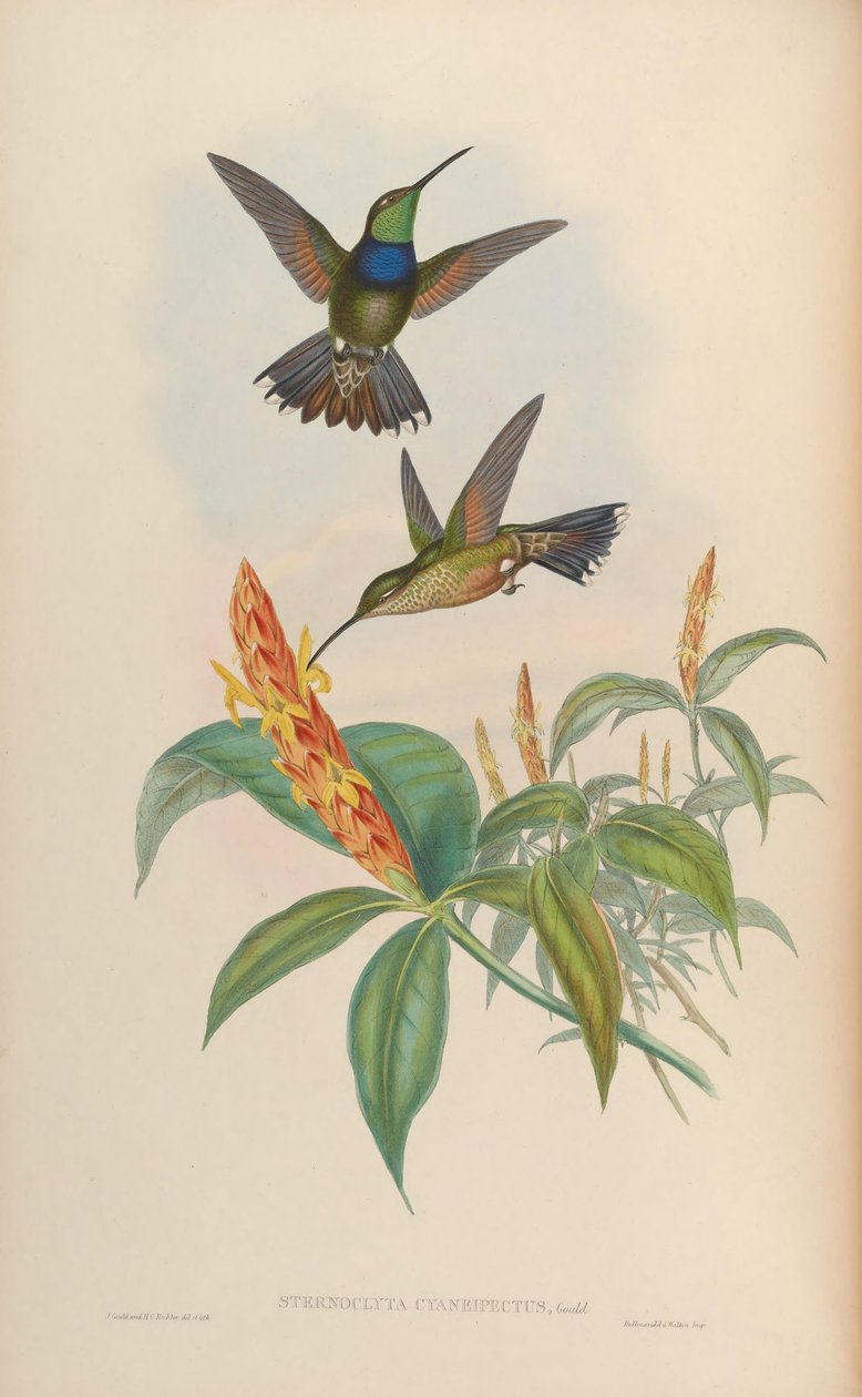 Sternoclyta cyanopectus de John Gould