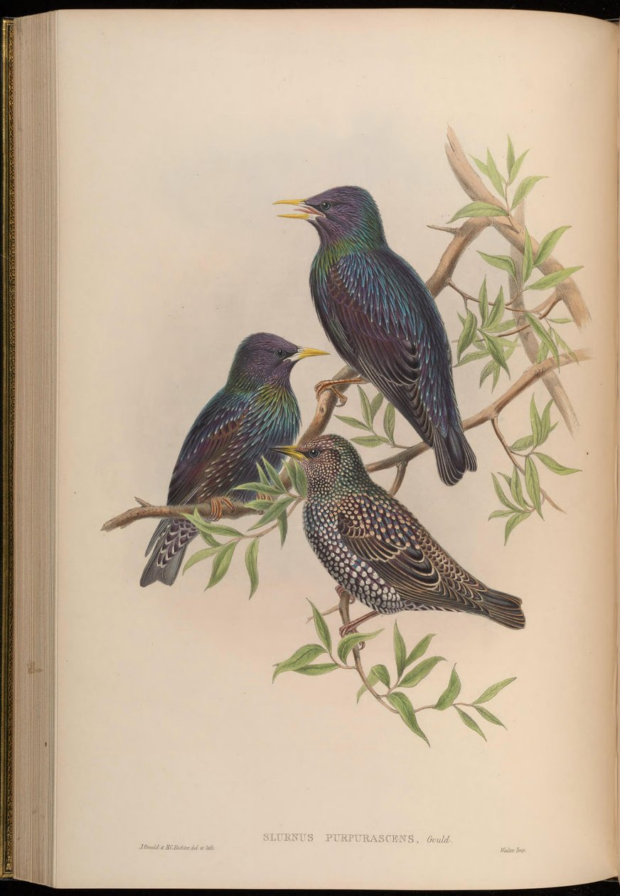 Sturnus purpurascens = Sturnus vulgaris purpurascens de John Gould