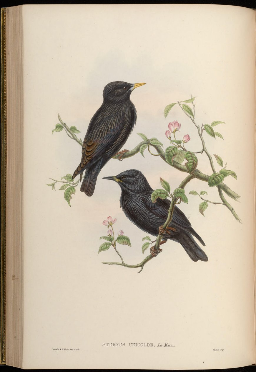 Sturnus unicolor de John Gould